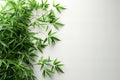 Green bamboo with a white background, isolated on the left side of the screen. the plants have leaves and roots, creating an eleg Royalty Free Stock Photo