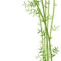 Green bamboo Royalty Free Stock Photo