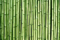 Green bamboo wood wall background texture sticks Royalty Free Stock Photo