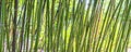 Green bamboos panoramic background