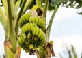 Green banana big branch row of parallel fruits ripen on branch against background of trunk and sky Royalty Free Stock Photo