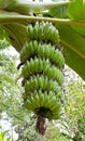 Green banana branch