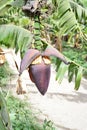 Green banana branch with flower plant. close up Royalty Free Stock Photo