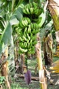 Green banana branch with flower plant. close up Royalty Free Stock Photo