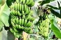 Green banana branch at plant. close up Royalty Free Stock Photo