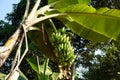 Green Banana. A bunch of green bananas with sunlight shining. Cultivated Thai bananas.