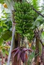 Green Banana Bunch Growing on Banana Tree in Banana Plantation Royalty Free Stock Photo