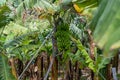 Green Banana Bunch Growing on Banana Tree in Banana Plantation Royalty Free Stock Photo