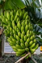 Green Banana Bunch Growing on Banana Tree in Banana Plantation Royalty Free Stock Photo