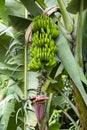 Green banana bunch on the plant - Musa x paradisiaca