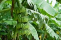 Green banana bunch Royalty Free Stock Photo