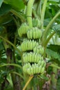 Green banana bunch Royalty Free Stock Photo