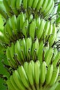 Green banana bunch Royalty Free Stock Photo