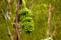 Green banana bunch on tree in the garden