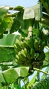 Green banana bunch on tree in tropical garden Royalty Free Stock Photo