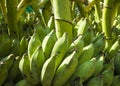 Green banana bunches raw and unclean at the banana market in Yangon, Myanmar Royalty Free Stock Photo