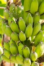 Green banana damaged by plant louse Royalty Free Stock Photo