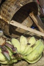 Green banana food for elephant