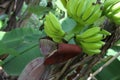 green Banana food and flower in own tree