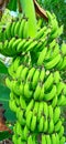 Green banana fruit and bunch. Musa paradisiaca.