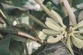 Green banana fruit growing on a banana palm tree Royalty Free Stock Photo