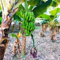 Green banana fruit and plant raw unripe hanging bananas bunch dwarf Cavendish musa kela image picture stock photo