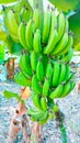 Green banana fruit raw unripe hanging bananas bunch dwarf Cavendish musa kela plant with fruits closeup image stock photo