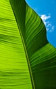 Green Banana Leaf Royalty Free Stock Photo