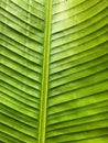 Green banana leaf Royalty Free Stock Photo