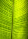 Green banana leaf Royalty Free Stock Photo