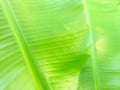 Green banana leaf background image