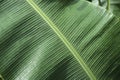 Green banana leaf background pattern philippines Royalty Free Stock Photo