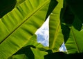 Green Banana leaf backlit sunlight and sky Royalty Free Stock Photo