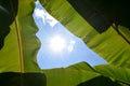 Green Banana leaf backlit sunlight and sky Royalty Free Stock Photo