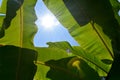 Green Banana leaf backlit sunlight and sky Royalty Free Stock Photo