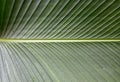 Green banana leaf with beautiful patterns Royalty Free Stock Photo