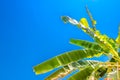 Green banana leaf on blue sky background