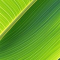 Green banana leaf close up Pinnately parallel venation stripes for healthy background Royalty Free Stock Photo