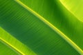 Green banana leaf close up Pinnately parallel venation stripes for healthy background Royalty Free Stock Photo