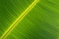 Green banana leaf close up Pinnately parallel venation stripes for healthy background Royalty Free Stock Photo