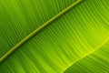 Green banana leaf close up Pinnately parallel venation stripes for healthy background Royalty Free Stock Photo