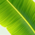 Green banana leaf close up Pinnately parallel venation stripes for healthy background Royalty Free Stock Photo