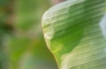 The green banana leaf close up in the sunlight The edges of the leaves are slightly dry, and some parts of the banana leaves are Royalty Free Stock Photo