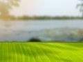 Green banana leaf counter at sunrise in the swamp at dawn. Can be used as a display stand for presentations and advertisements