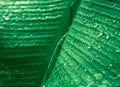 Green banana leaf with dew drop fresh nature wallpaper Royalty Free Stock Photo