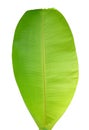 Green banana leaf dicut on white background Royalty Free Stock Photo