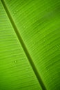 Green Banana leaf and drop rain nature abstract background Royalty Free Stock Photo