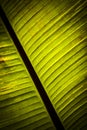 Green Banana Leaf Royalty Free Stock Photo