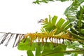 Green banana leaf , green tropical foliage texture isolated on white background of file with Clipping Path Royalty Free Stock Photo