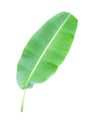Green banana leaf , green tropical foliage texture isolated on white background of file with Clipping Path Royalty Free Stock Photo